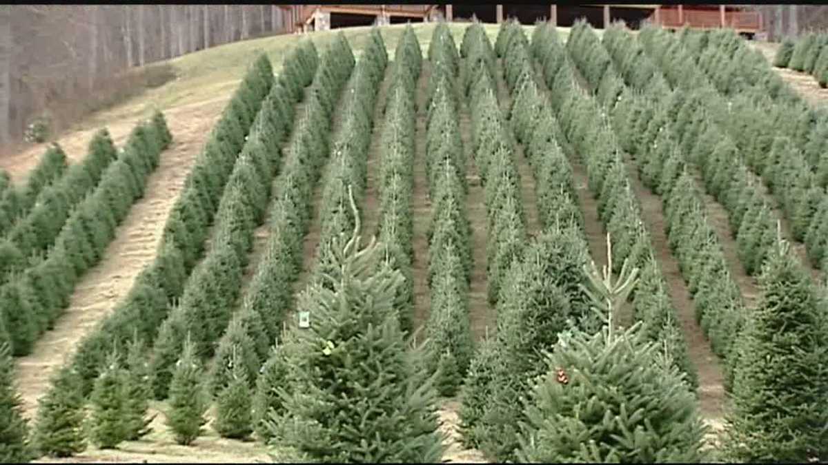 Christmas tree shortage caused mostly by recession over decade ago