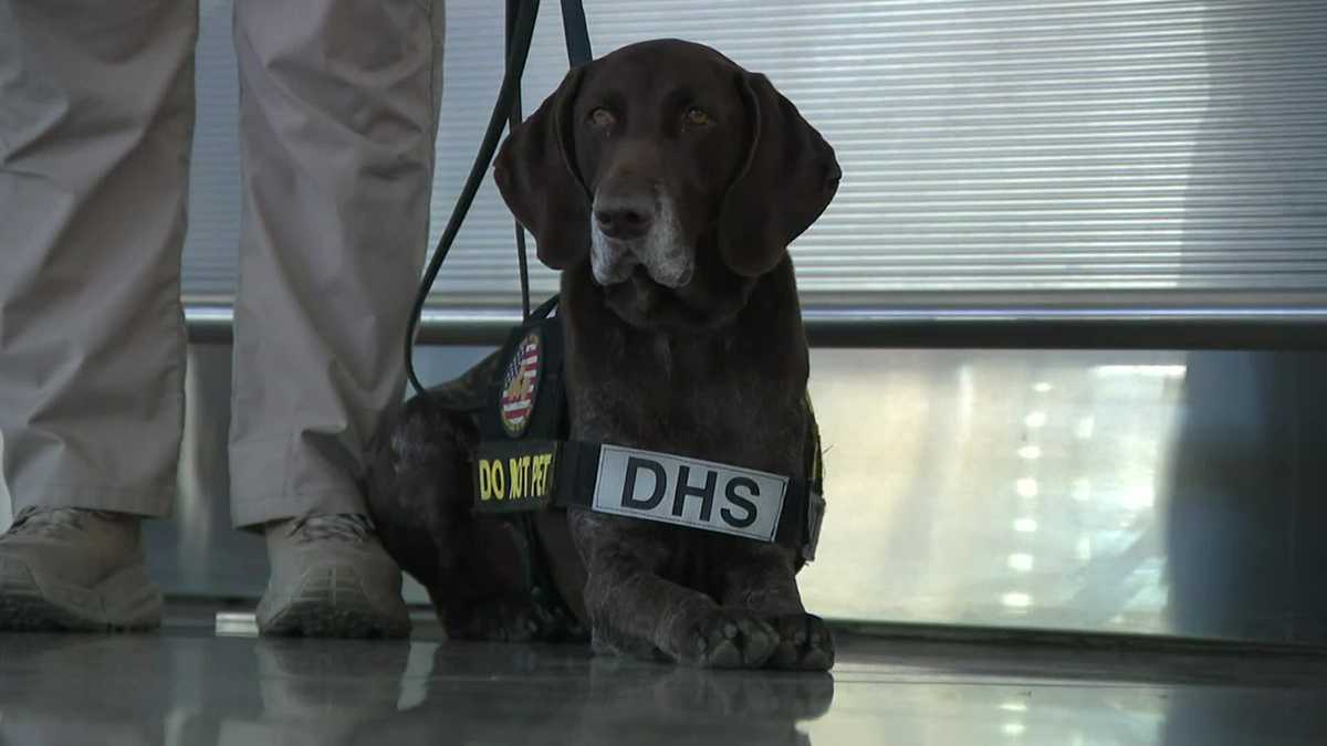 These dogs are assisting with security for this year's Super Bowl