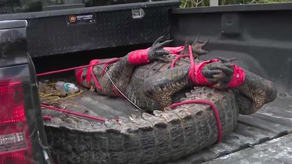 Florida man finds 11-foot, 480-pound alligator in his backyard