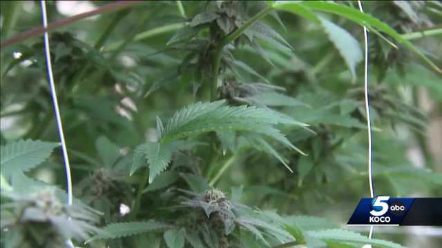 Campaigns at odds over recreational marijuana in Oklahoma - Vimarsana News