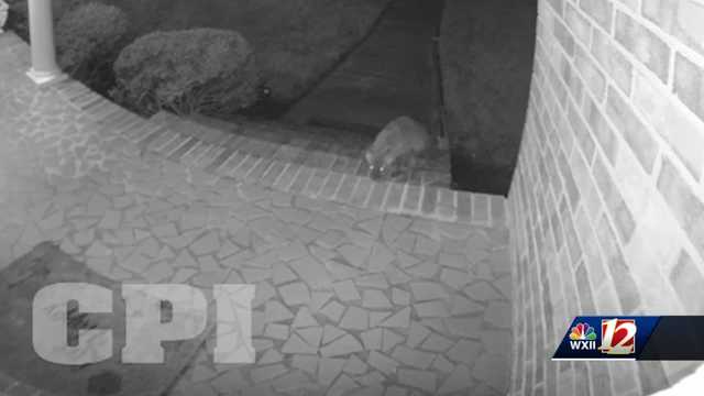 Foxes spotted in Piedmont Triad neighborhoods - Vimarsana News