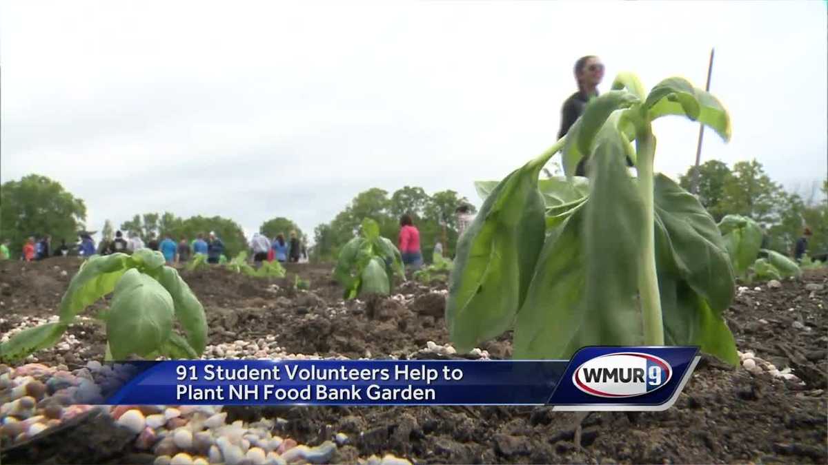91 student volunteers help to plant NH Food Bank garden