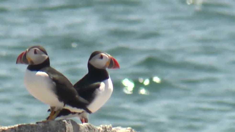 Maine’s puffin colonies recovering in the face of climate change