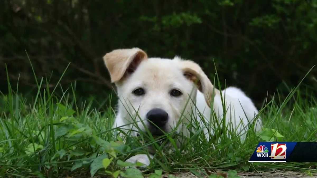 Jeter... Best. Dog. Ever. passes away.