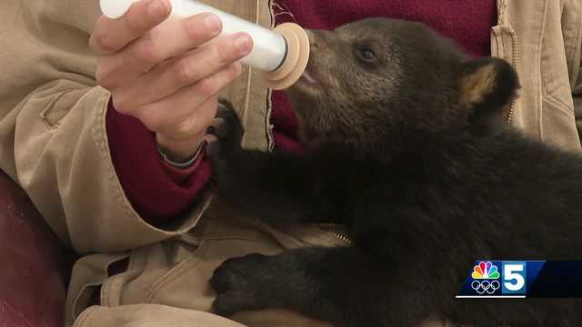 Rescued Vermont black bear cub thriving in rehab - Vimarsana News