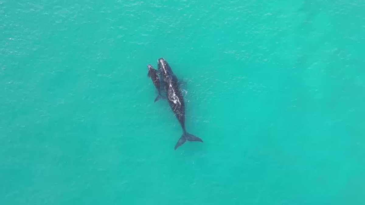 Endangered whale and calf spotted off Florida coast