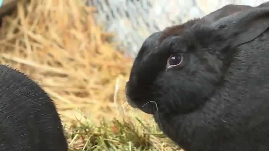 Meet the Bean Haus bunnies