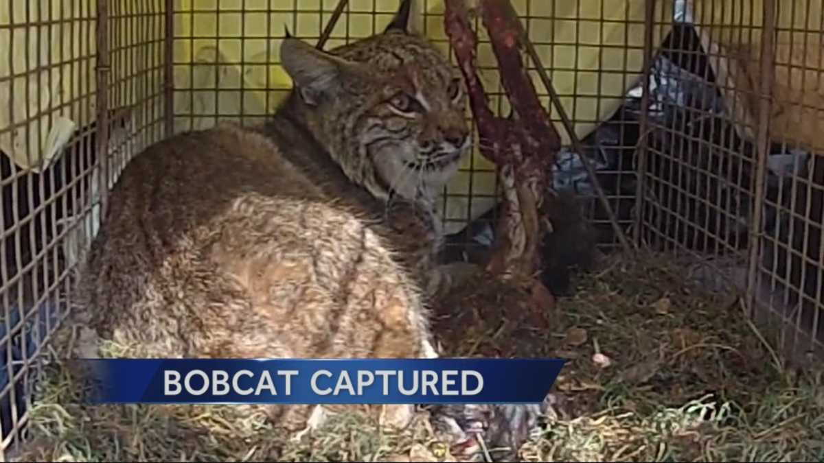 Bobcat captured after killing pets in El Dorado Hills