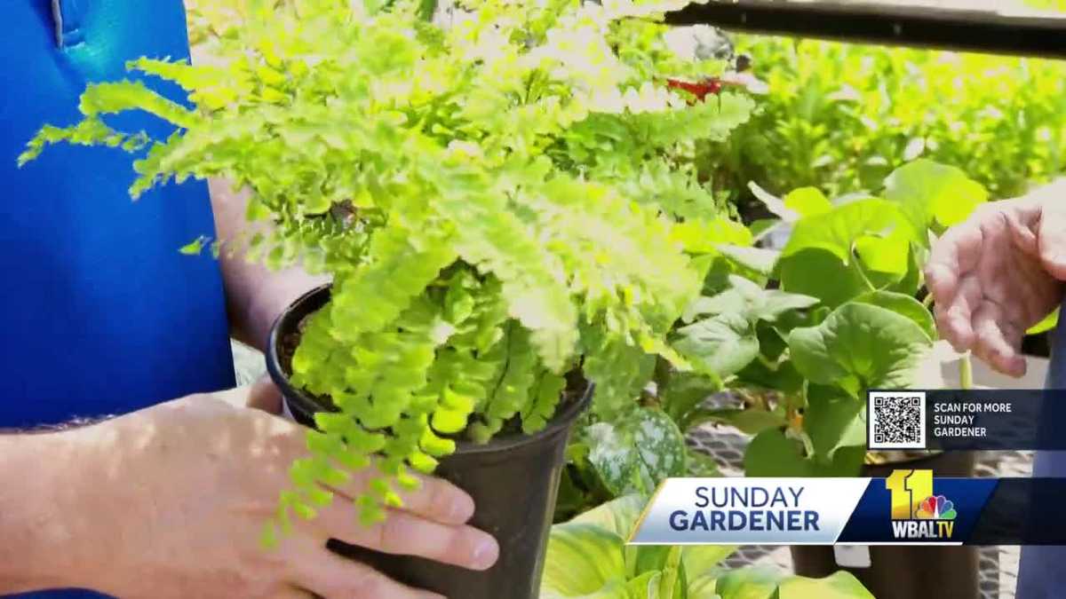 Sunday Gardener Plants perfect for shady areas