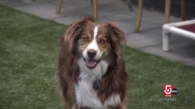 This bar in Everett is perfect for dog parents - Vimarsana News
