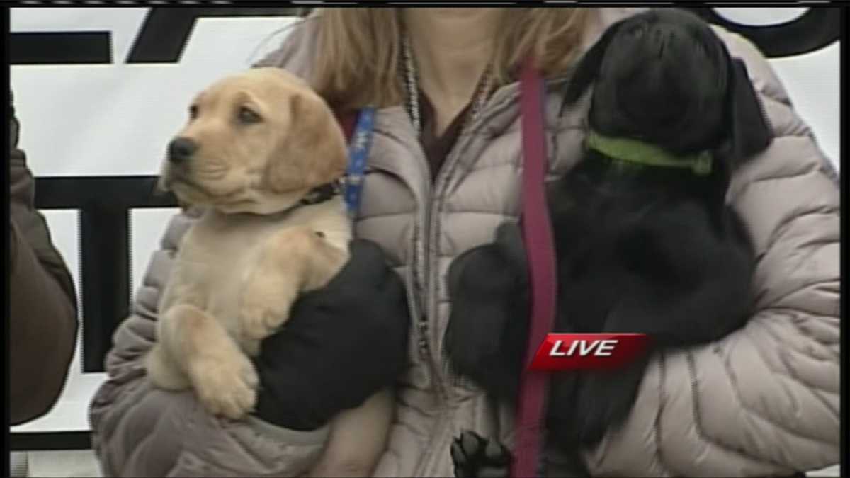 Fundraiser for Varney's Labs
