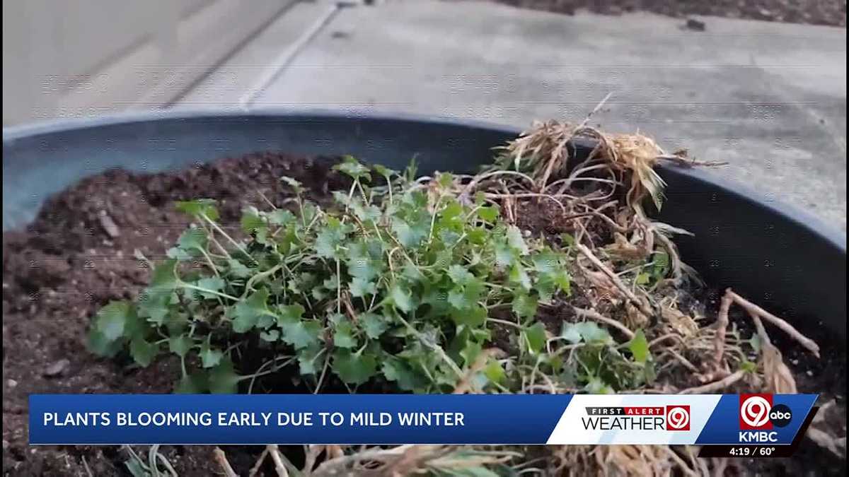 Despite Kansas City area's temperature rollercoaster, nature experts say local plants are 'resilient'