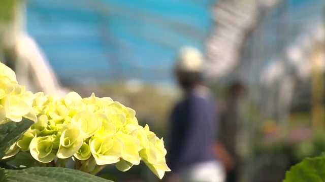Sacramento's Green Acres Nursery shares spring planting tips - Vimarsana News