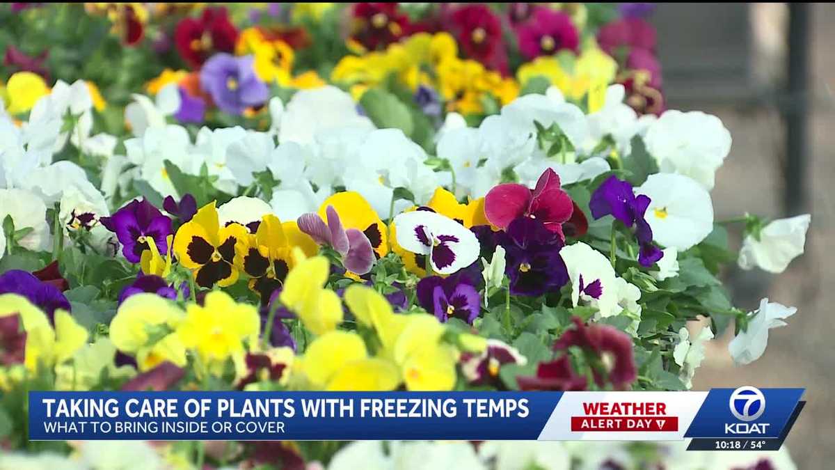 Garden expert shares tips to protect plants from freezing temps