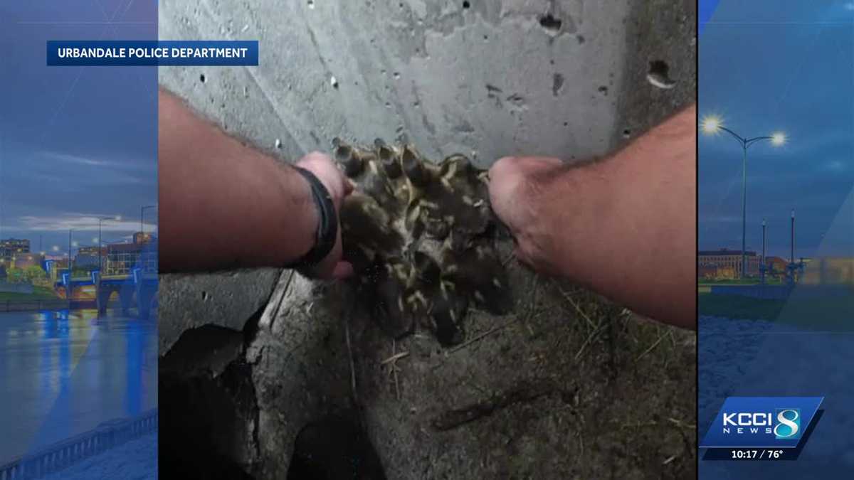 Officer rescues baby ducklings from storm drain in Urbandale