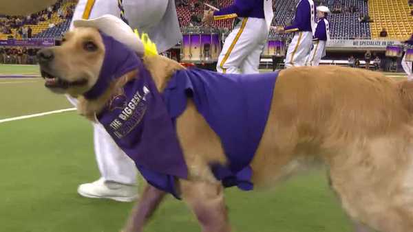 this is iowa: winnie the service dog is a star in the uni marching band