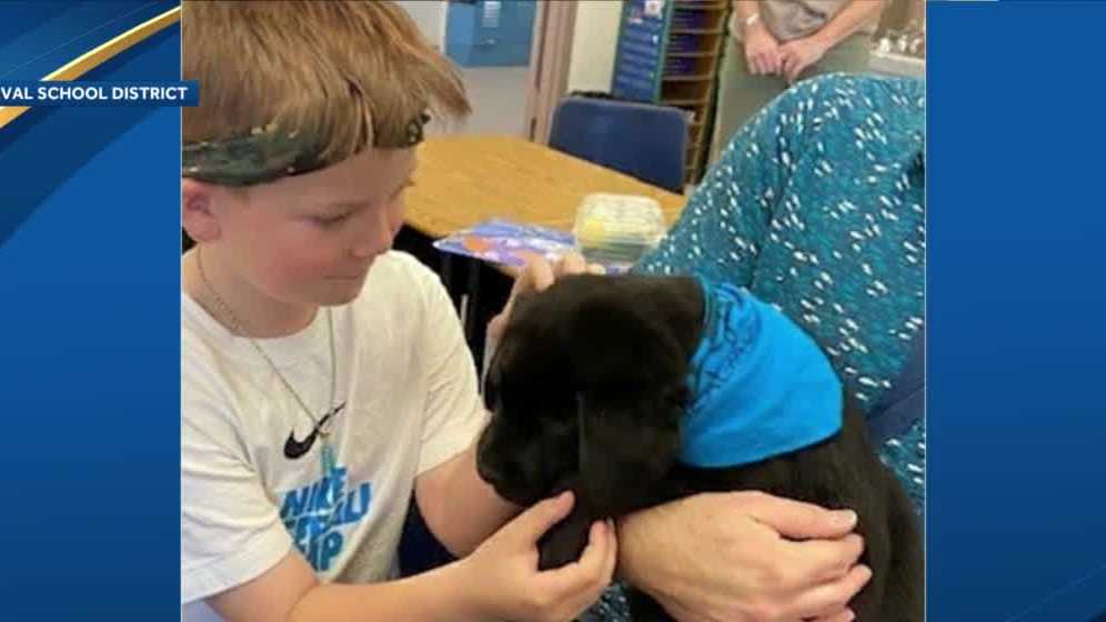Peterborough Elementary School getting permanent comfort dog