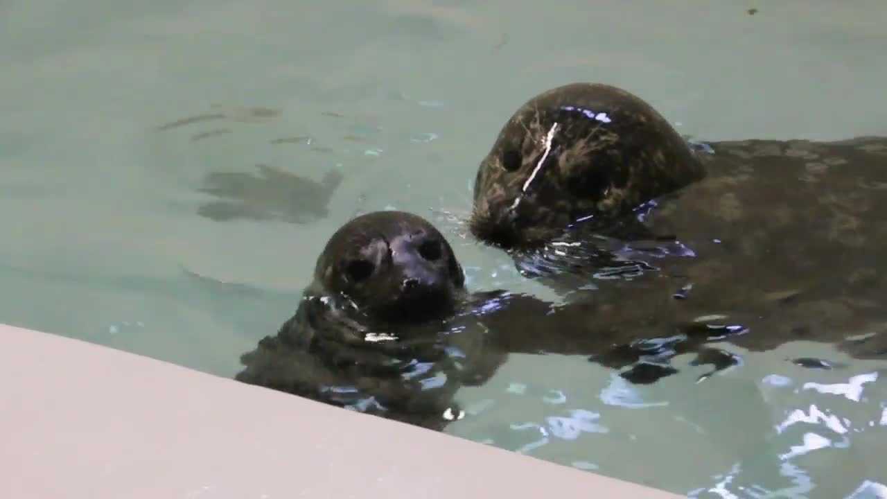 Voters Decide Name Of Blank Park Zoo's New Seal Pup