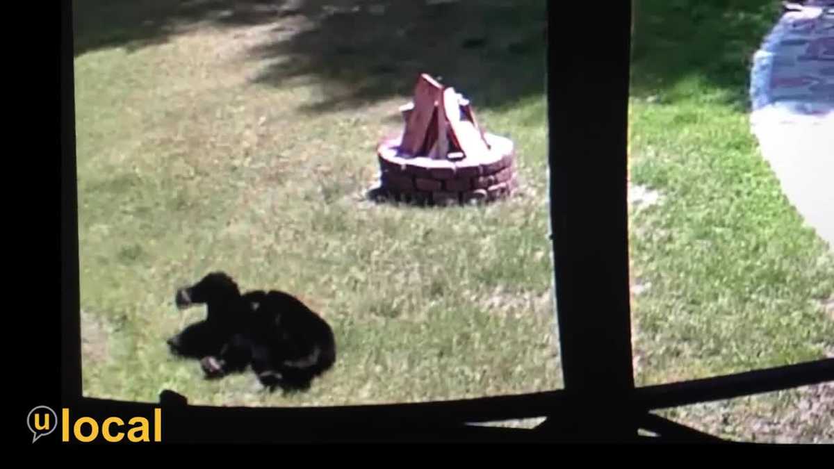 Bear caught on security camera in Warren