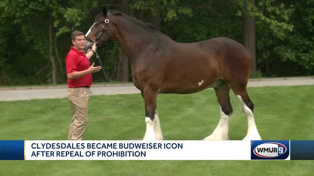 Clydesdales back at Merrimack Budweiser brewery over weekend