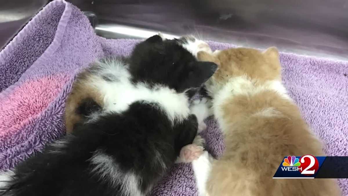 Litter of kittens found alive in trash bag