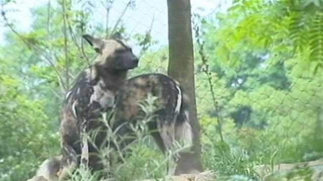 History of African painted dogs at Pittsburgh Zoo