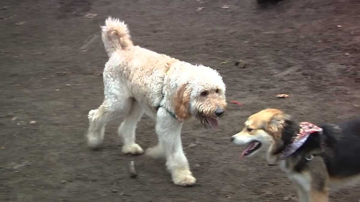 Old dogs, new tricks? 10,000 pets needed for science