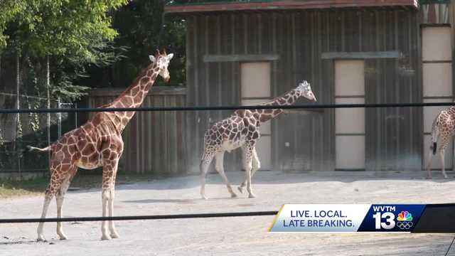 Birmingham Zoo needs help feeding animals - Vimarsana News