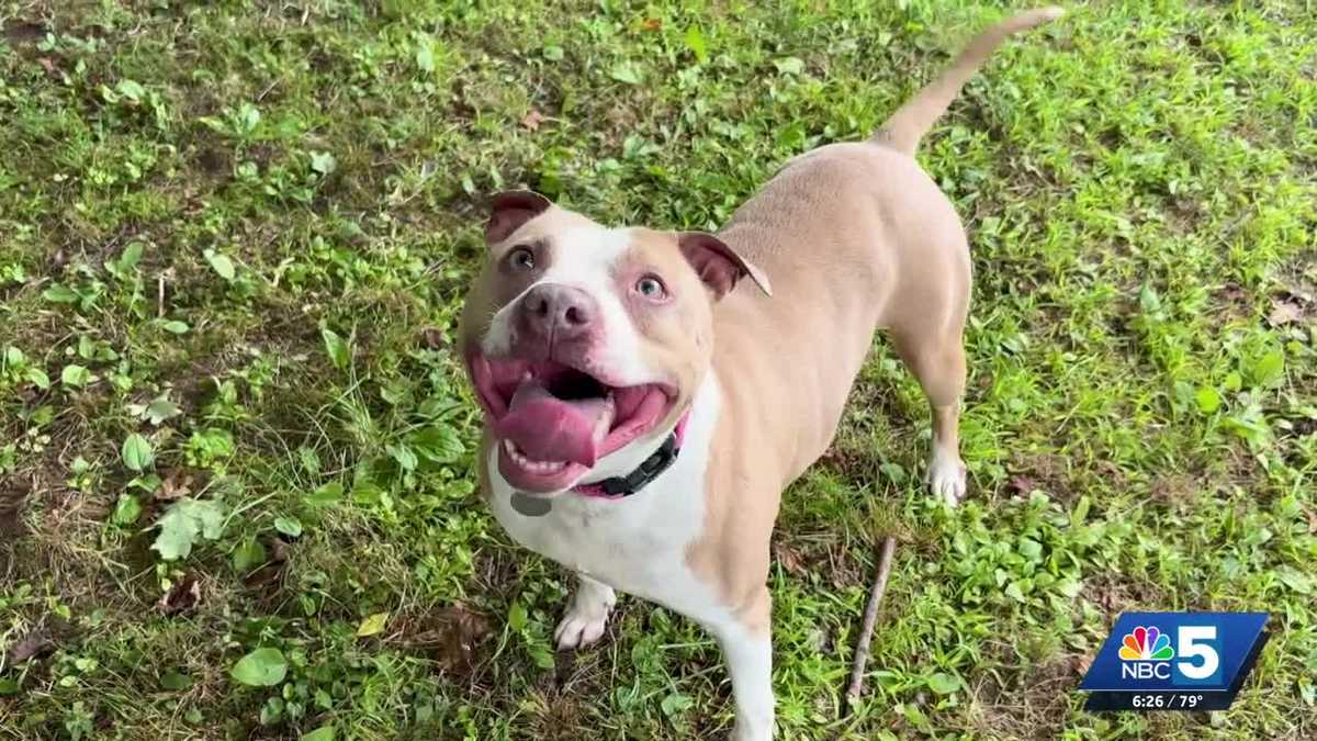 DOGust events hope to increase animal adoptions at shelters this week