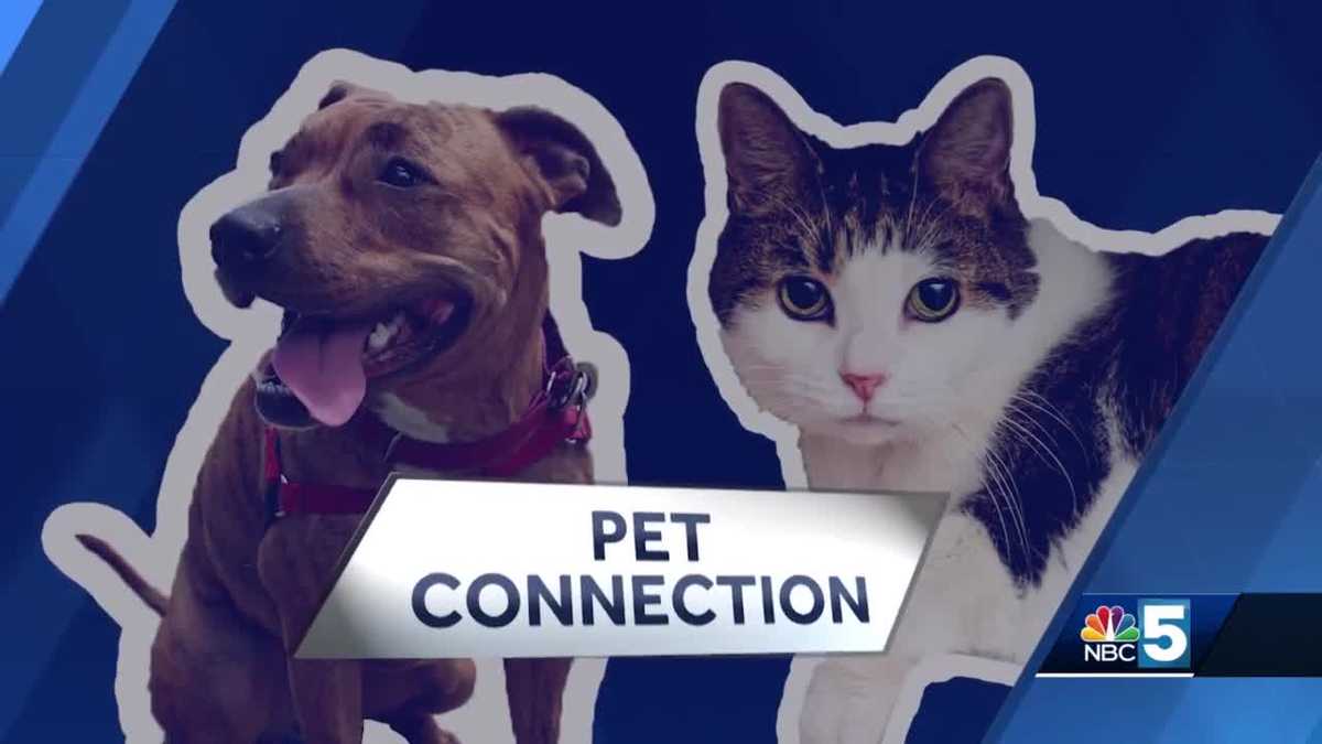 Pet Connection: Sept. 29, 2022