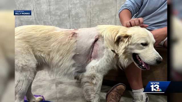 Jefferson County support dog recovering after being stabbed with arrow - Vimarsana News