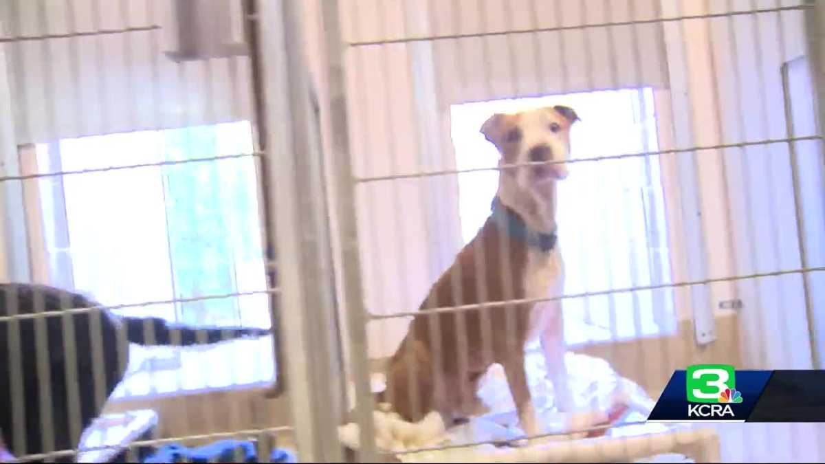 Officials: Sacramento County animal shelter is overcrowded