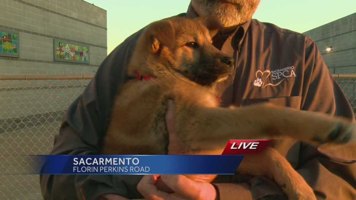 Puppies rescued from meat farm ready for adoption at Sac SPCA