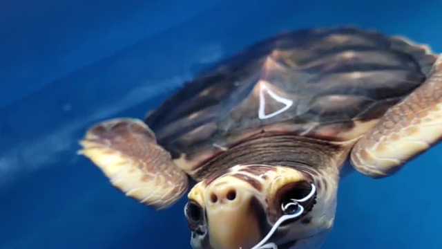 Tybee Island sea turtle population booming; 3 nests shy of record - Vimarsana News