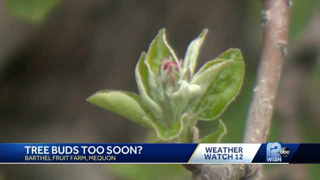Above-average April temps could threaten fruit tree crops - Vimarsana News
