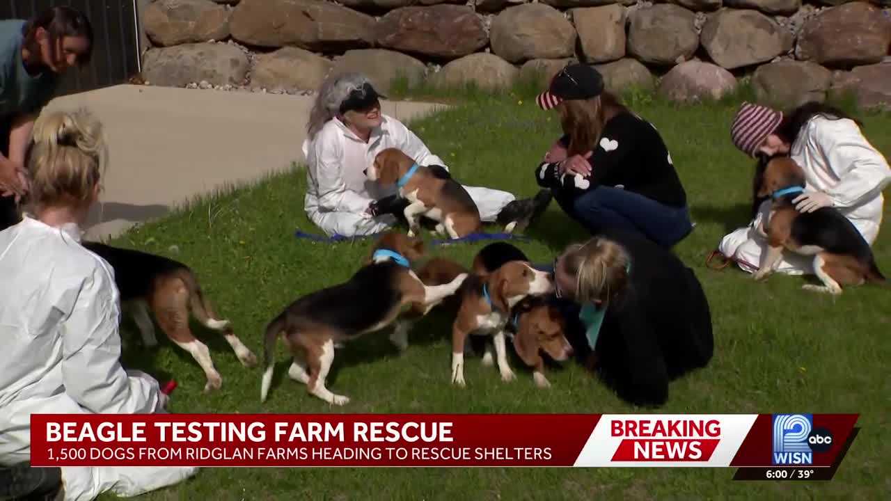 wisn.com - Bella Van Lanen - 1,500 beagles rescued from Ridglan Farms