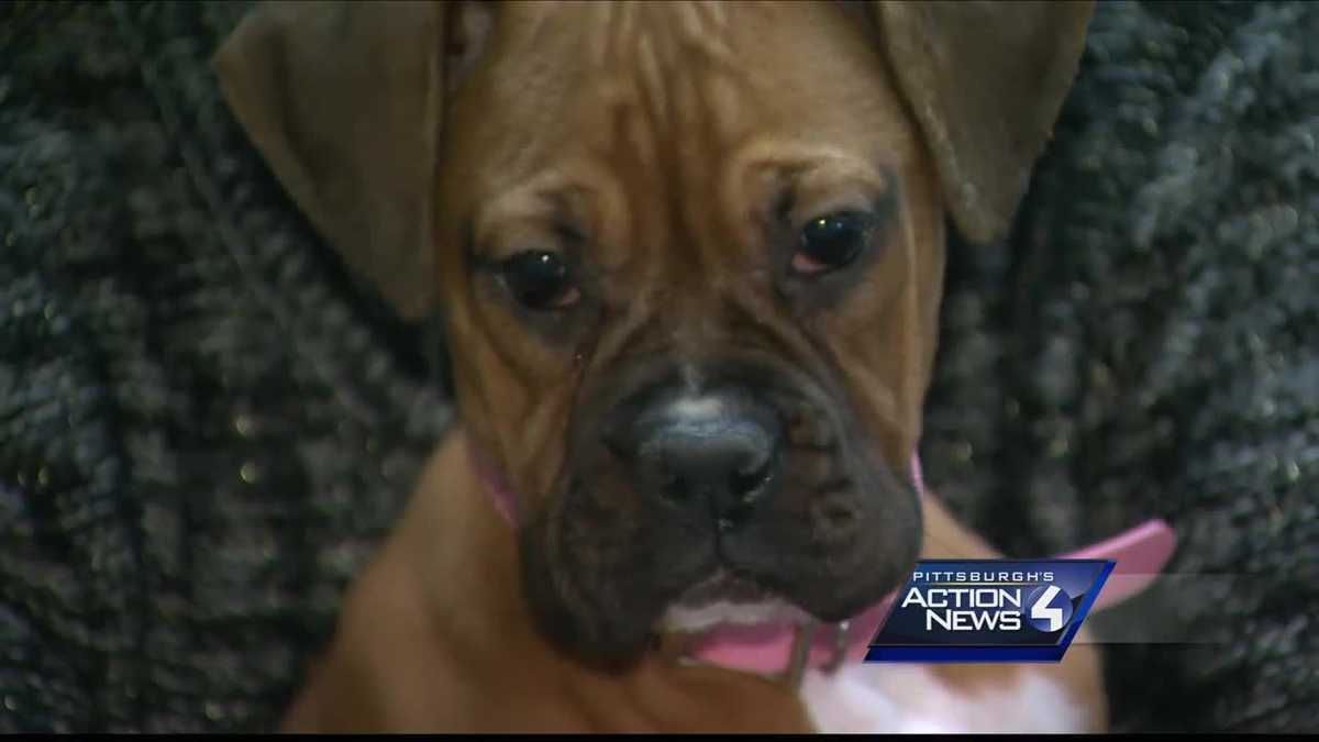 Ohio dog rescue owner under fire for sick puppies