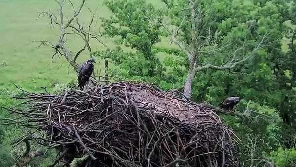 watch: see famous decorah eagles nest collapse