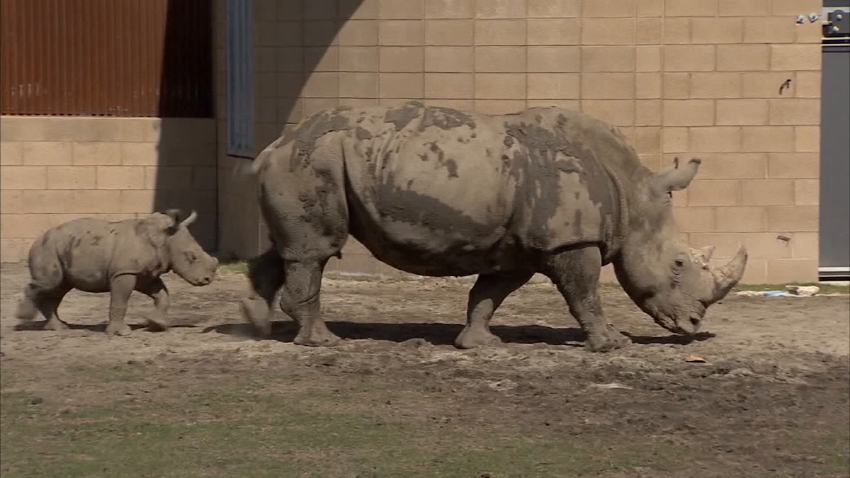 Adorable baby rhino makes first appearance at Fresno zoo