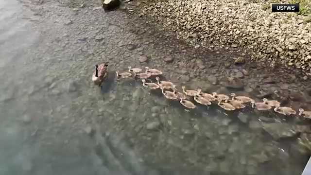 Video: Goose leads large gaggle of goslings into the water