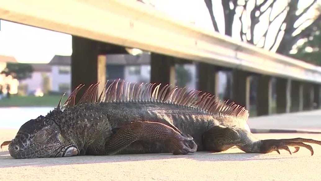 VIDEO: Iguanas falling from trees in Florida