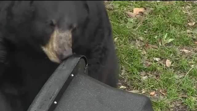 How to live safely around roaming Florida bear population - Vimarsana News
