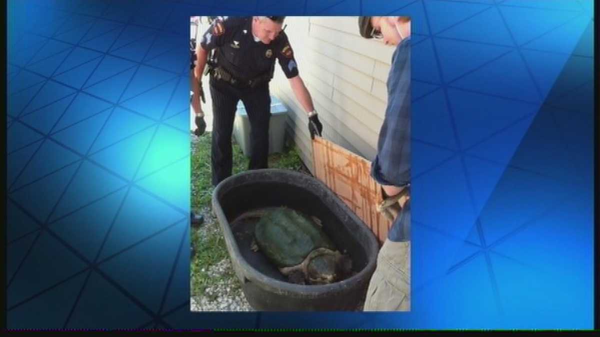 Ten reptiles seized from Kenosha home