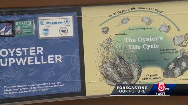 Sweaters made out of oyster shells and plastic bottles help protect coastline - Vimarsana News
