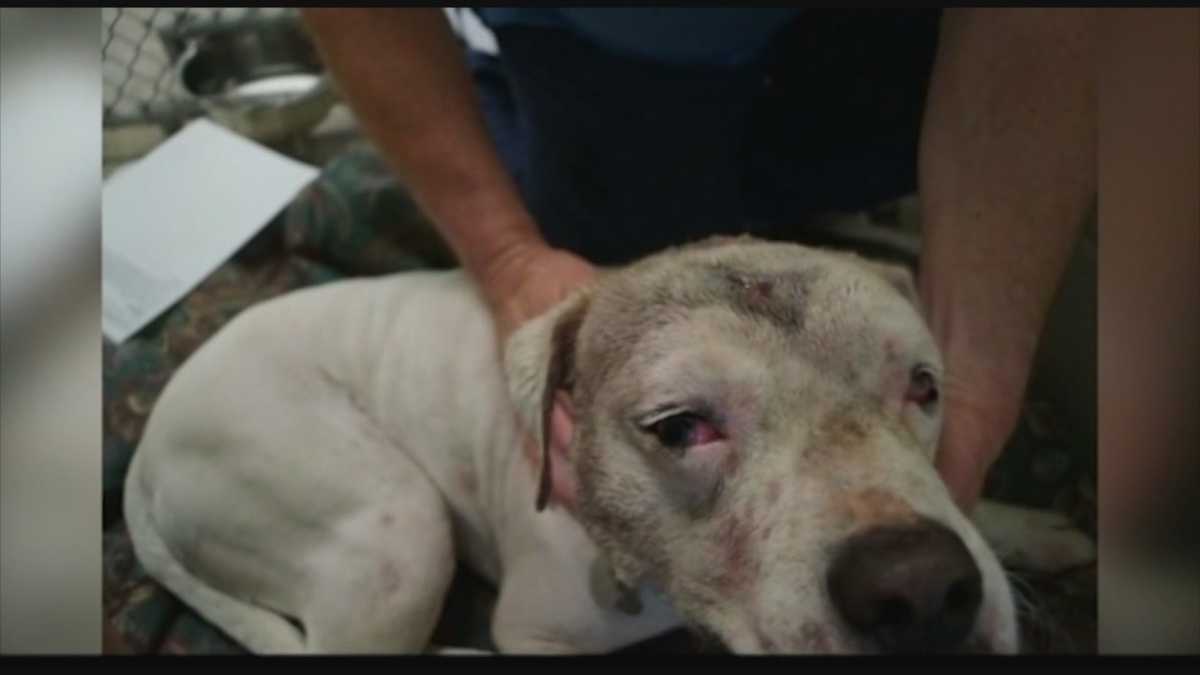 Dog recovering after stabbing, baseball bat attack, police say