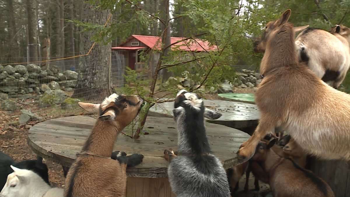 Maine farm accepting Christmas trees to feed to goats