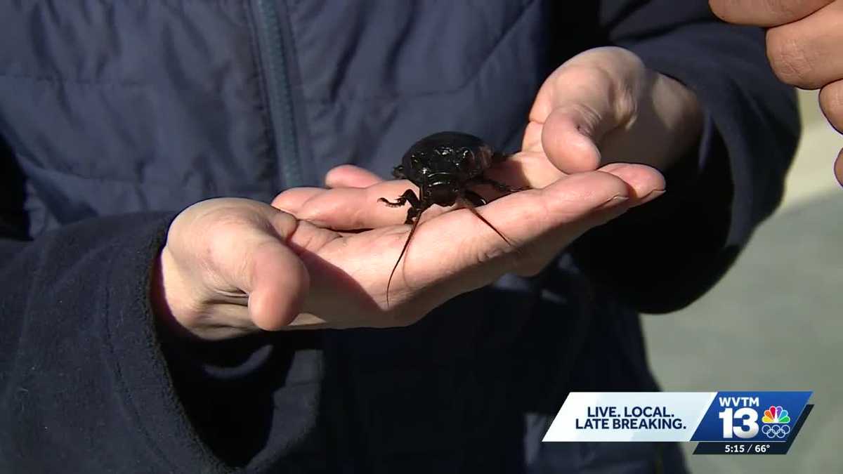 Name a Roach After Your Ex: Birmingham Zoo Valentine Fundraiser