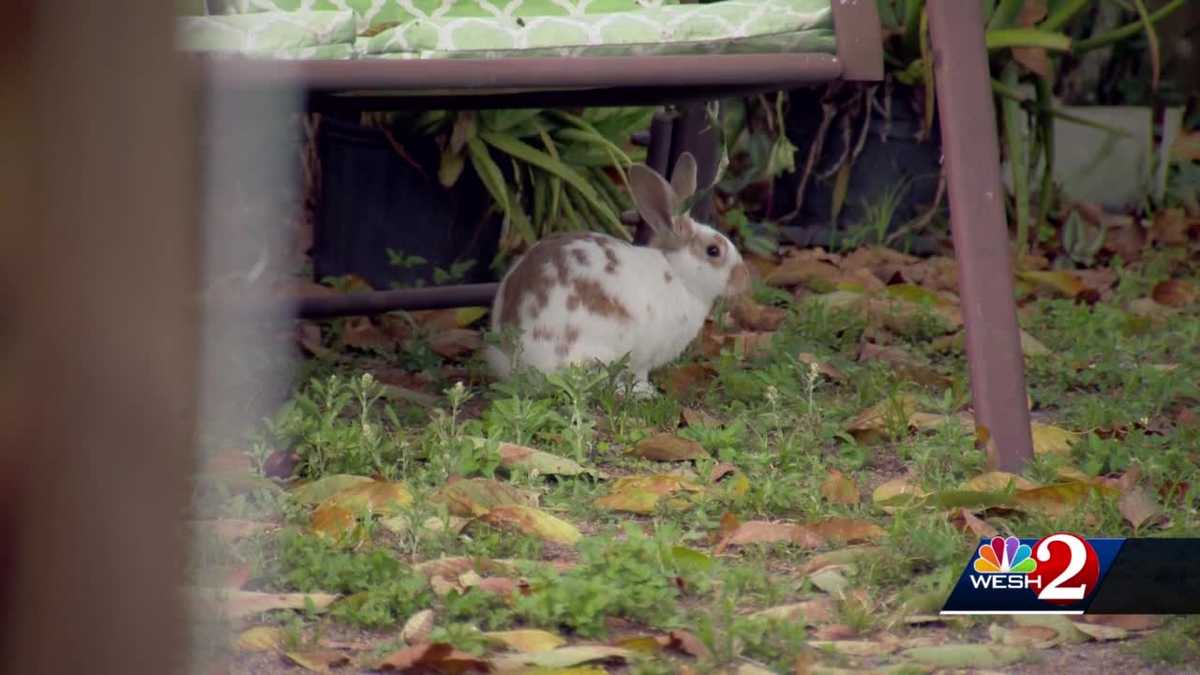 Orange County neighborhood overrun with wild bunnies