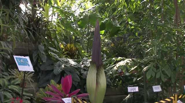 'It really does smell like rotten meat': people flock to Mitchell Park Domes to see rare corpse flower - Vimarsana News