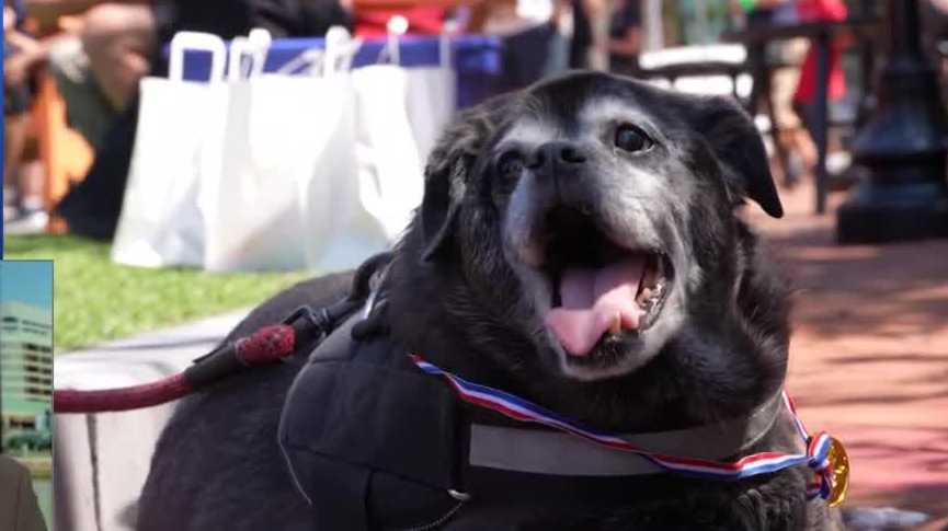 National Dog Day Festival returns at Rotunda Rocks